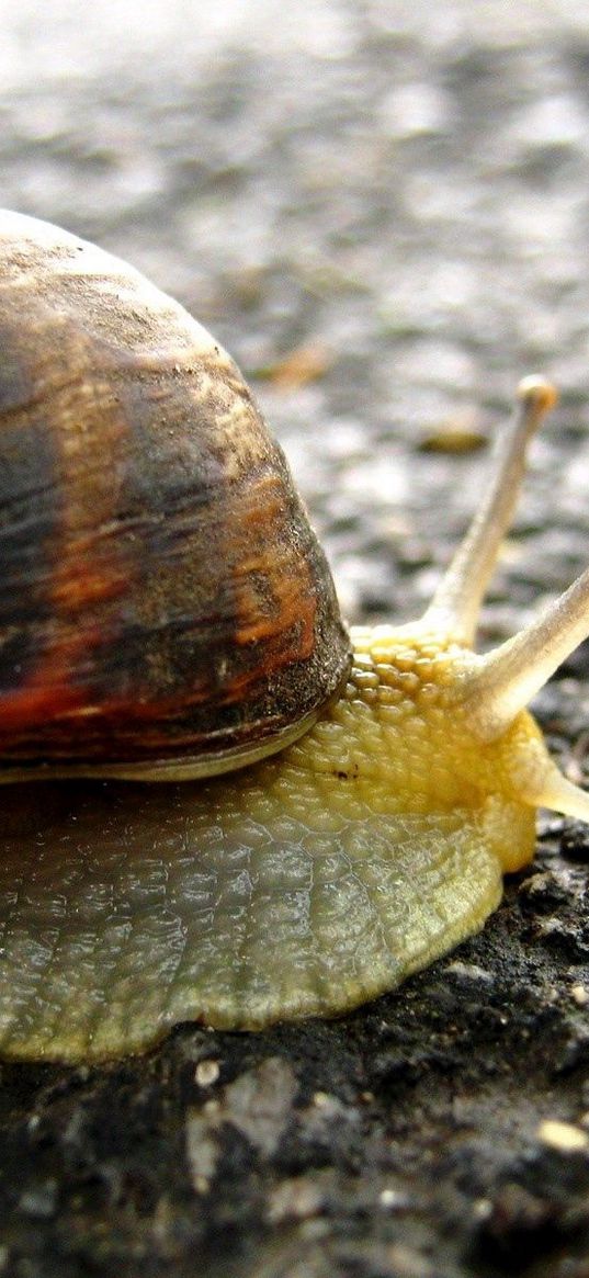 snail, background, surface, shell