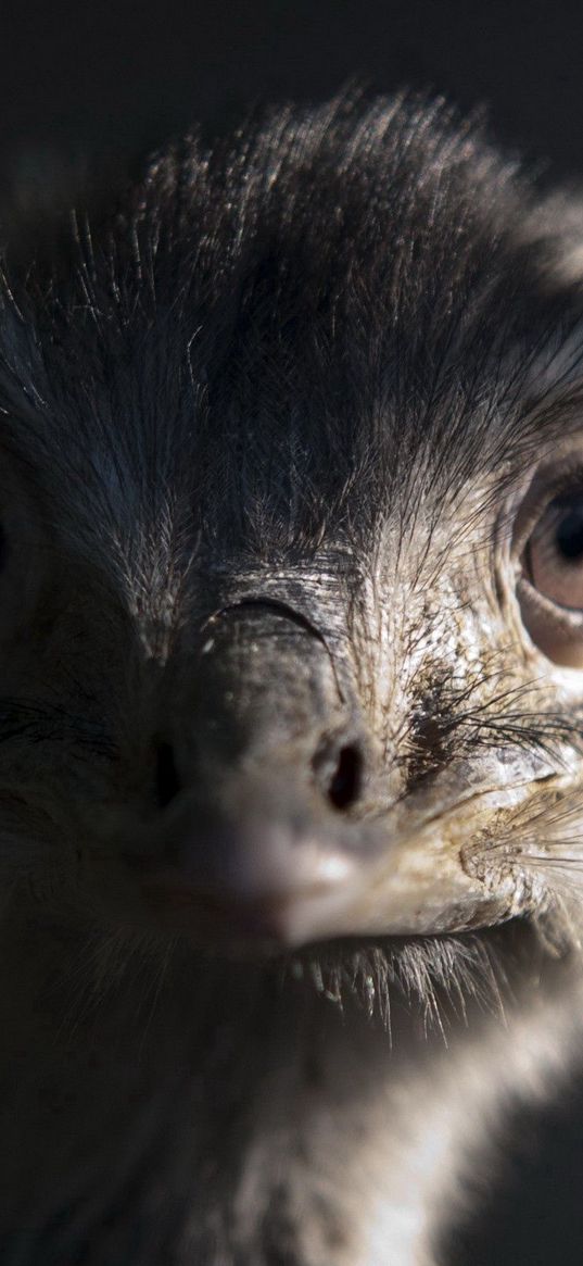 ostrich, head, shadow, down