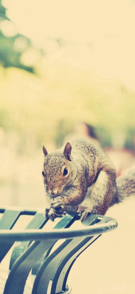 squirrel, climb, city, walk, light