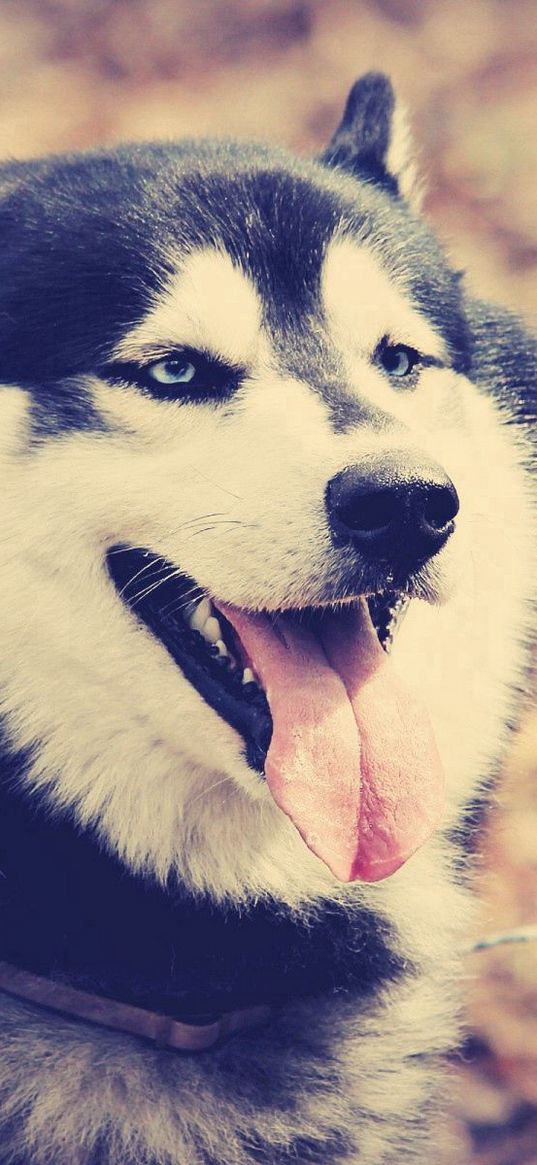 dog, huskies, tongue, rest