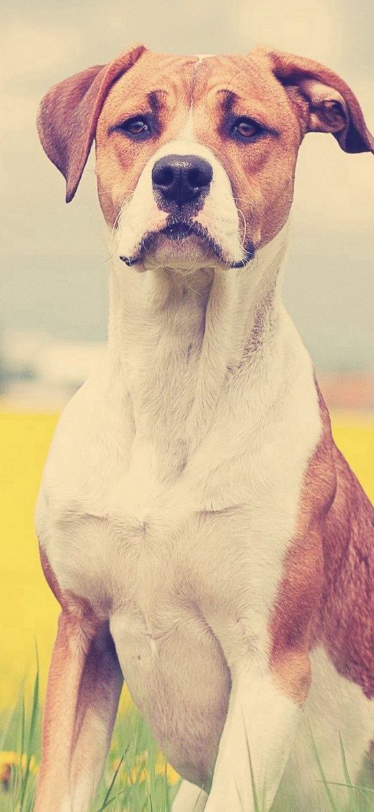 dogs, face, grass, flowers, waiting