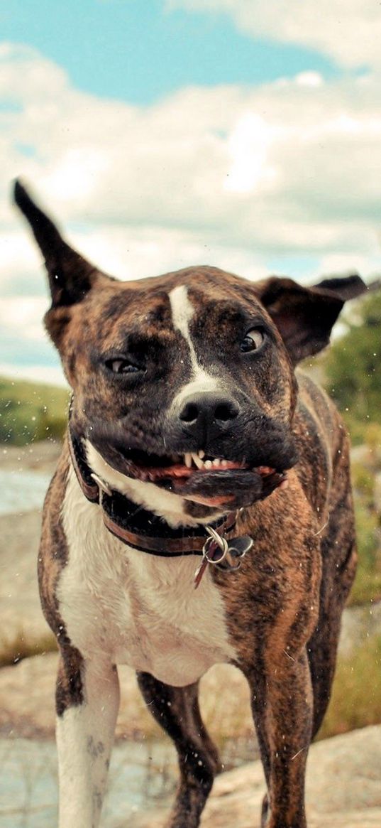 dogs, walk, spotted, wind, anger