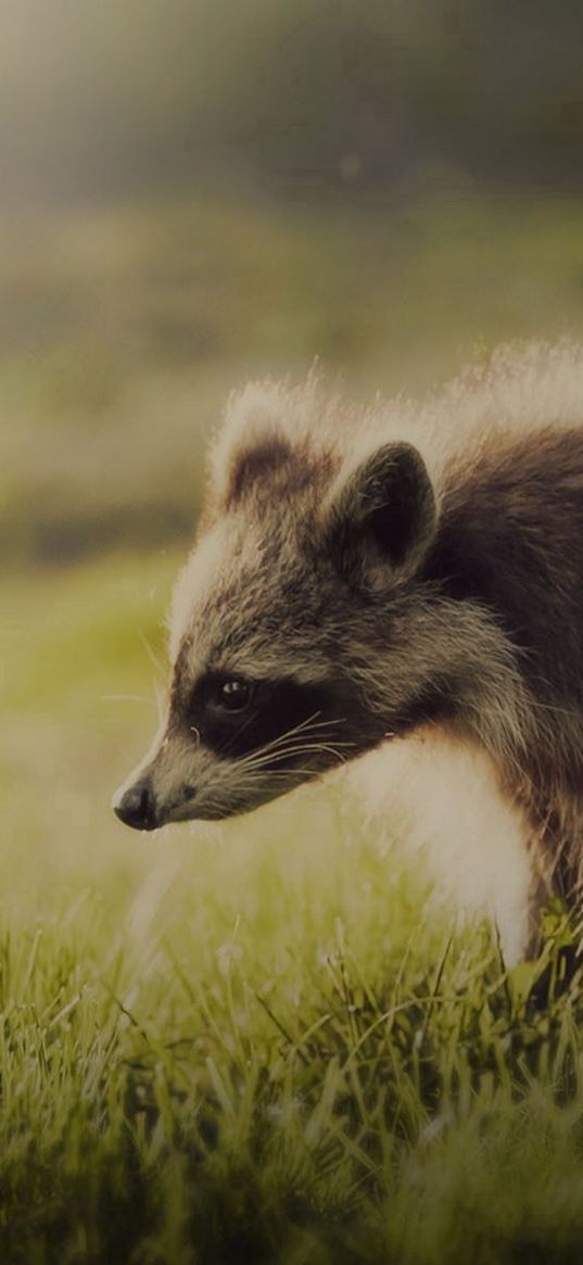 raccoon, animal, shadow, interest