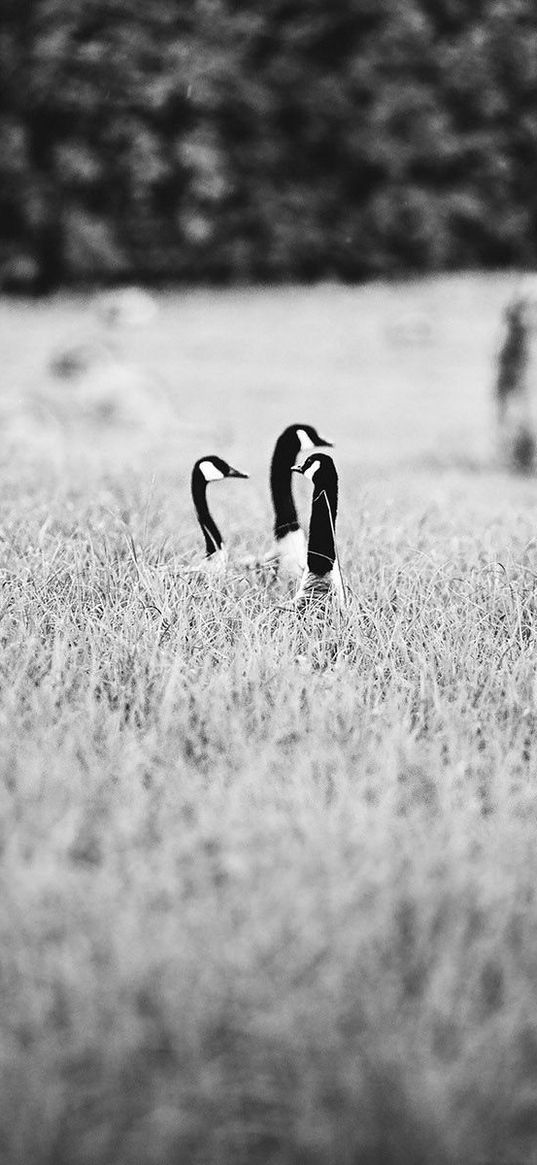 ducks, field, grass, black and white