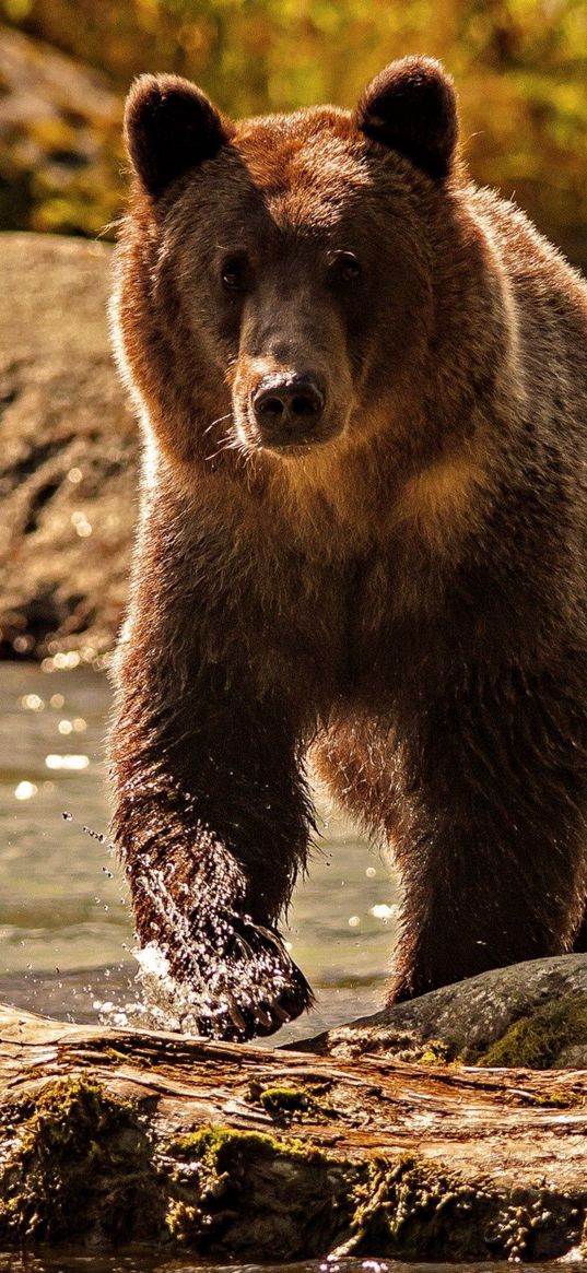 bear, color, water, climbing