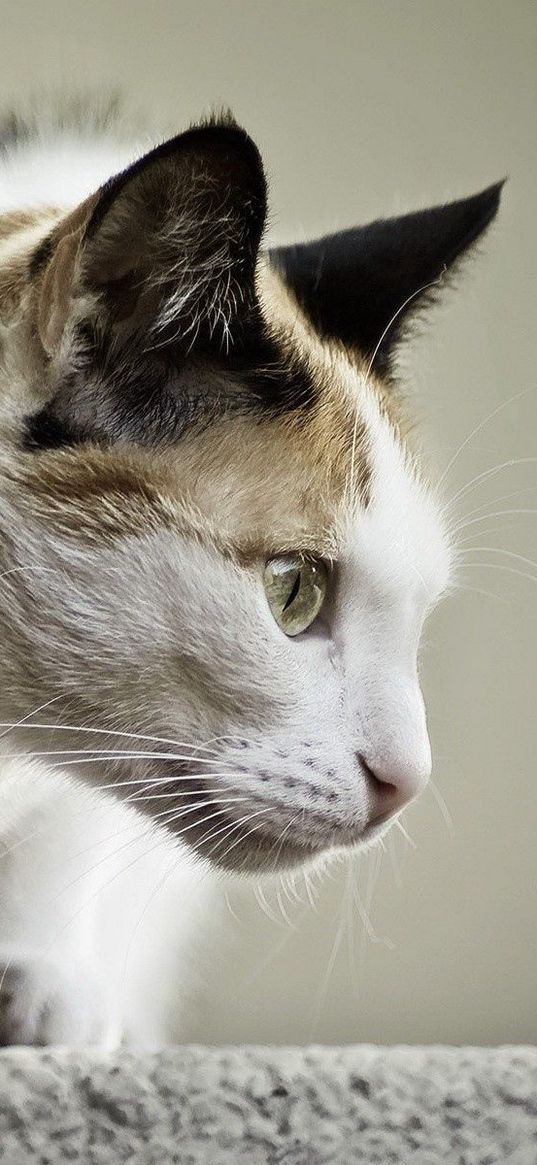 cat, face, profile, spotted, sitting