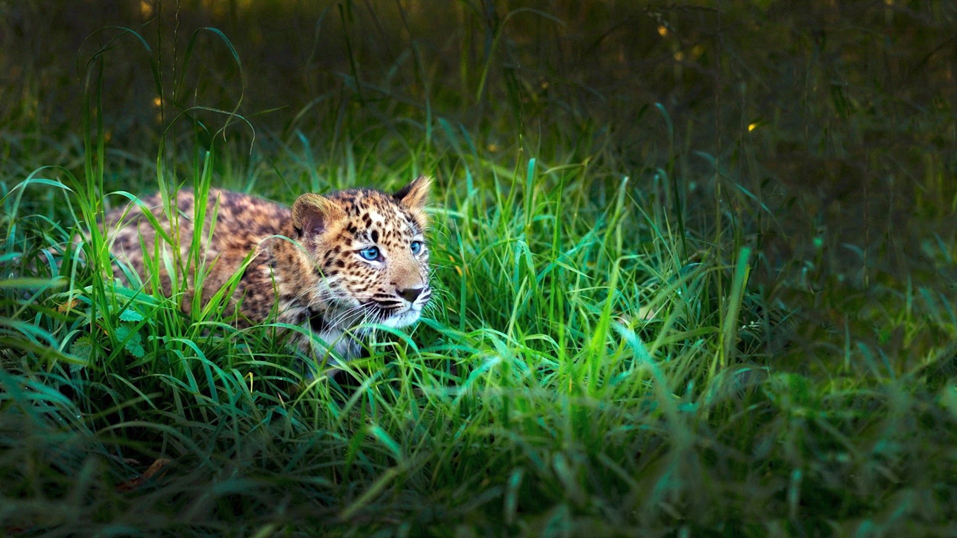 leopard, cub, grass, lie, hide, hunt