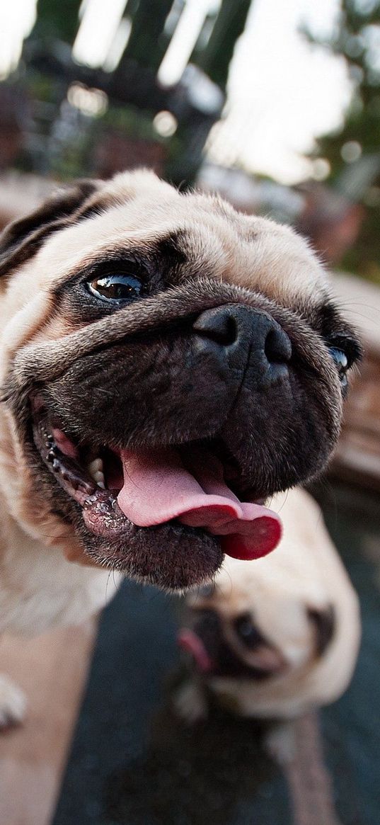 pug, face, dog, tongue, service