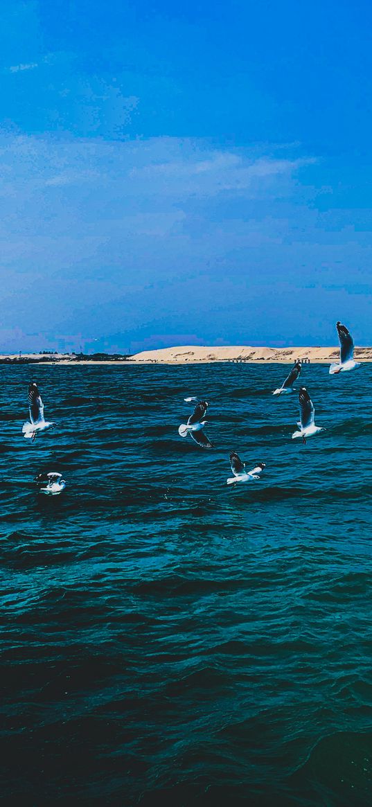 seagull, bird, sea, waves, shore, beach, blue sky