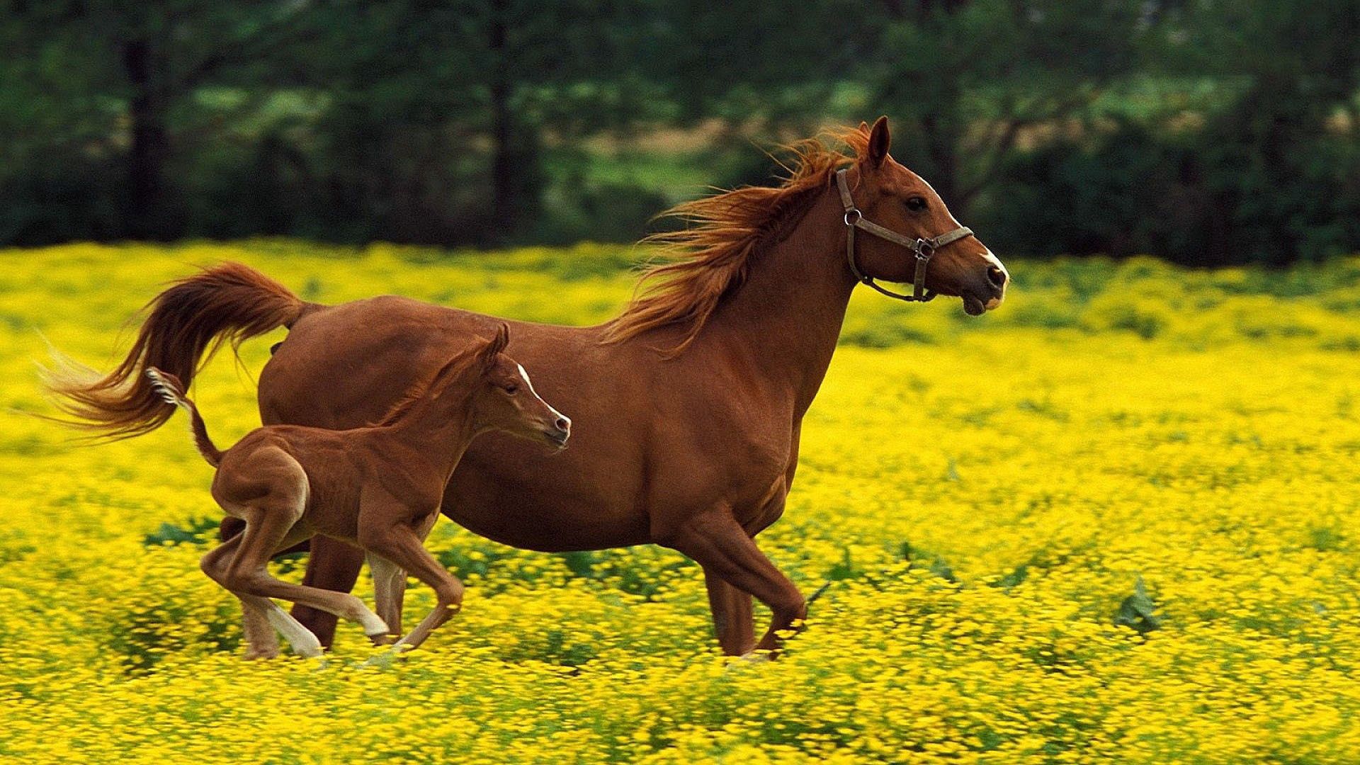 horse, stallion, family, flying, grass, running, jumping