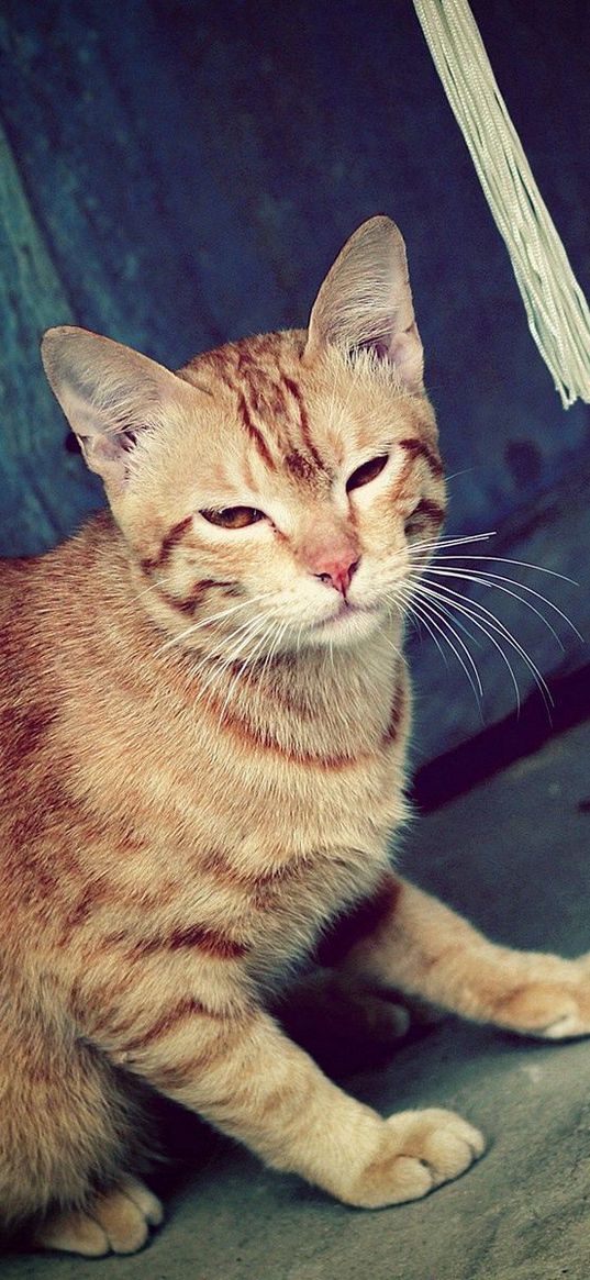 cat, ghost, striped, opinion