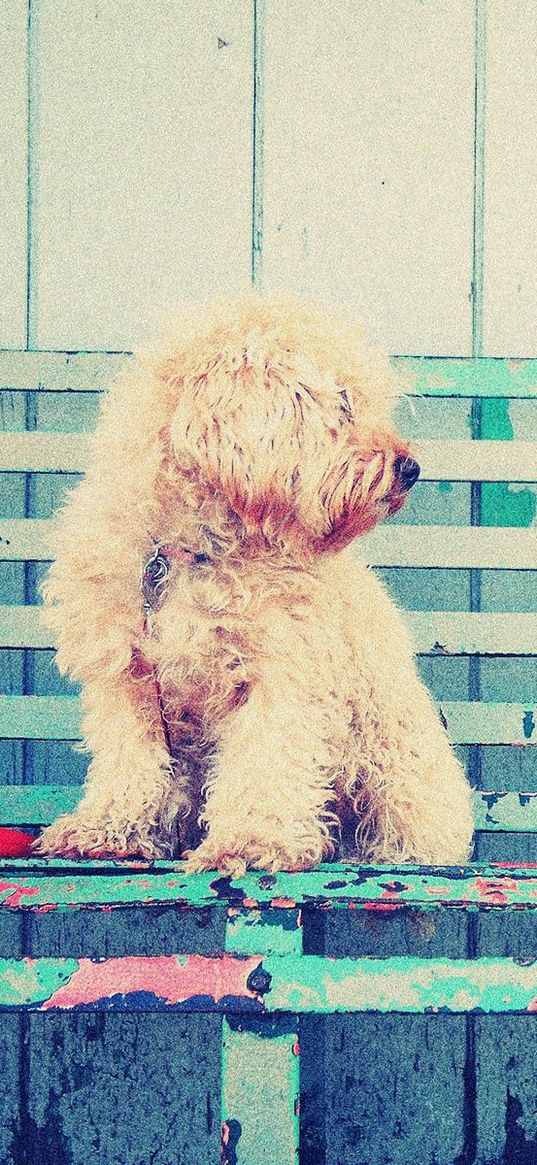 dog, bench, sit, curls