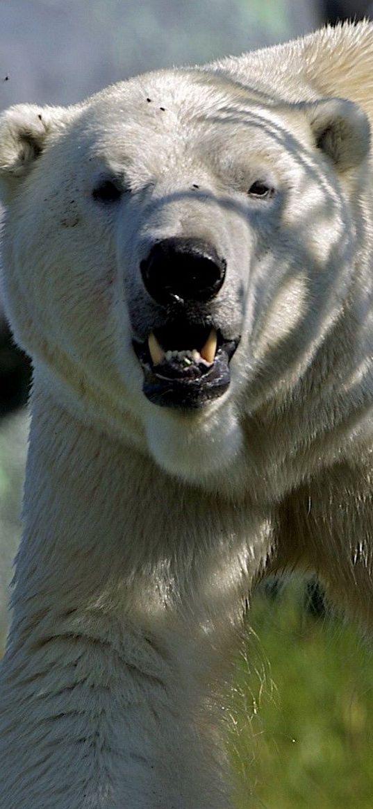 bear, grass, trees, large