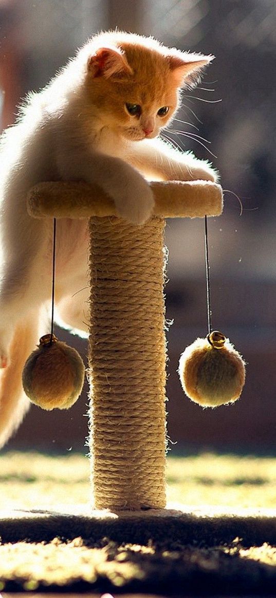 cat, playful, kitten, climbing