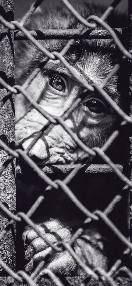 monkey, cage, face, black and white