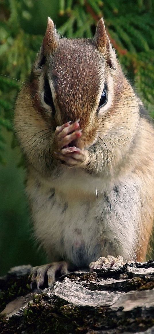 chipmunk, branches, trees, sit