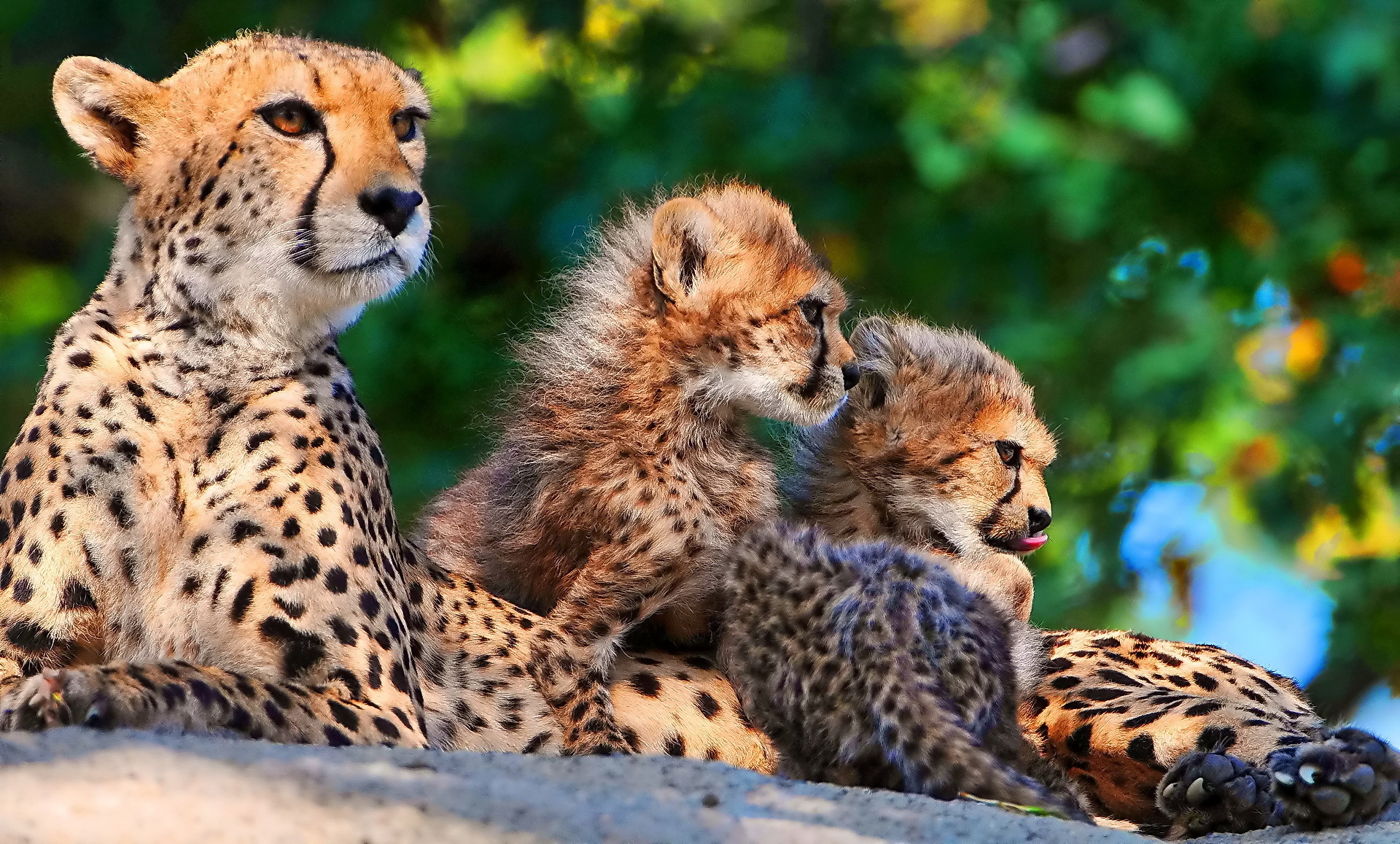 cheetahs, cubs, sitting, spotted, big cats, predators