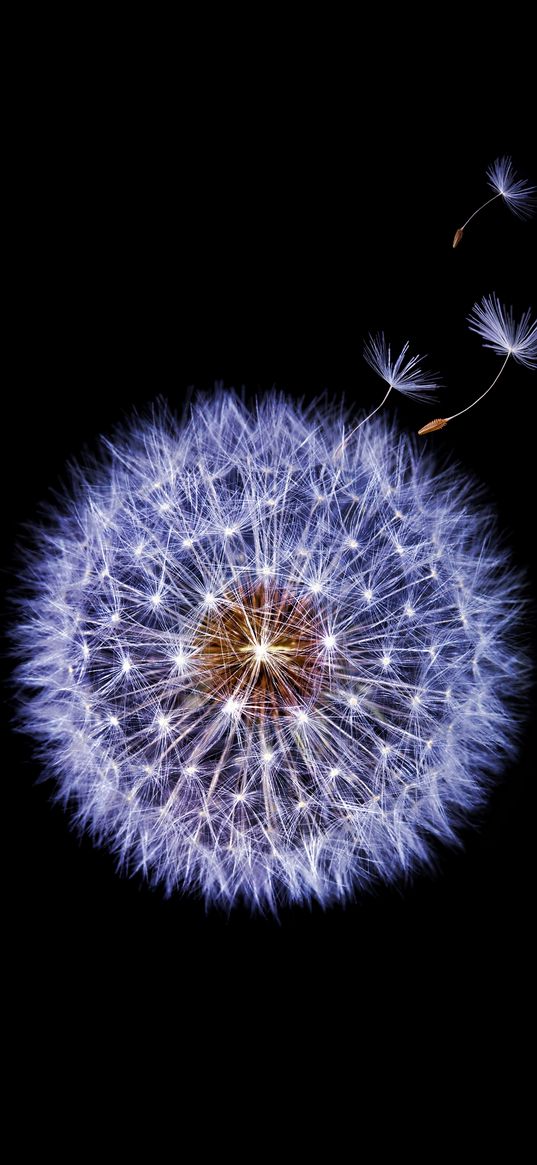 dandelion, flower, umbrellas, flight, black background