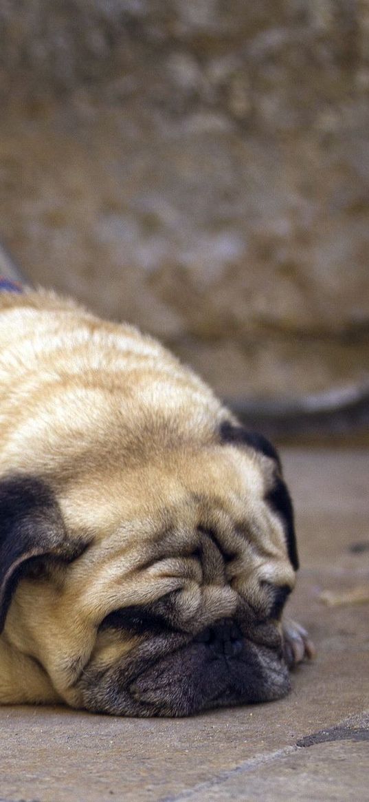 pug, puppy, face, sleeping, dog collar