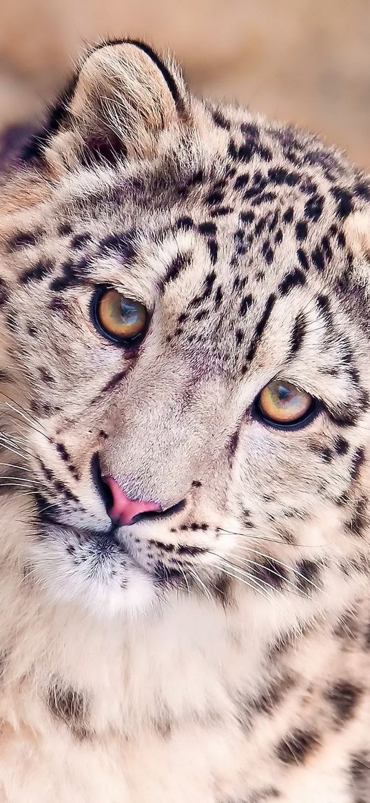 snow leopard, face, spotted, big cat, predator