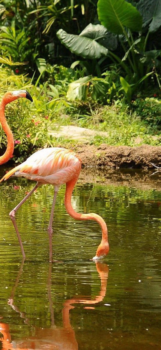 flamingo, couple, walk, water, trees