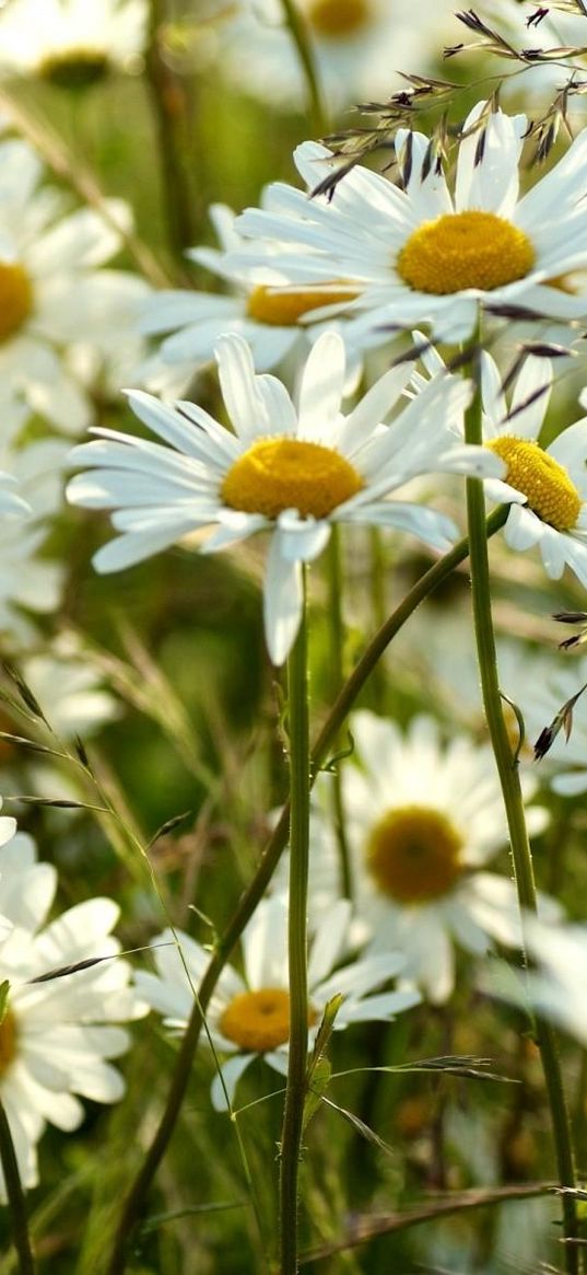 chamomile, flowers, meadow, blur, summer