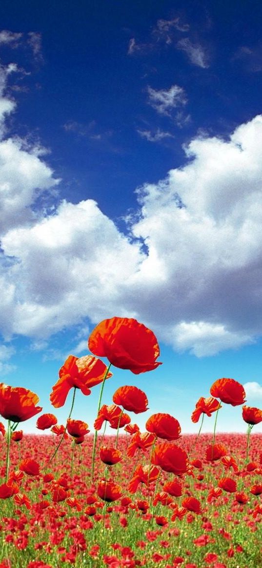 poppies, field, sky, clouds, light