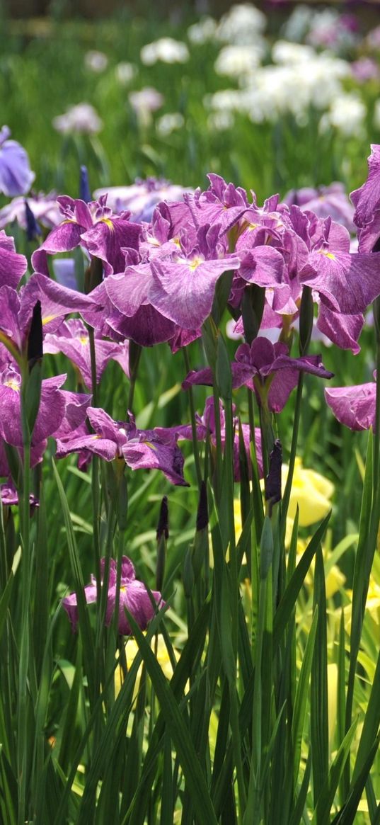 irises, flowers, flowerbed, light, green