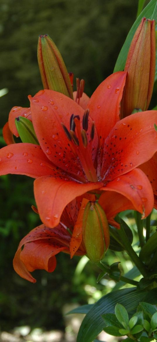 lily, flower, stamen, green, blur, flowerbed