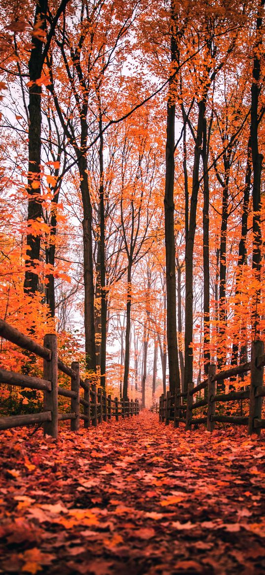 autumn, leaves, red, trees, fence