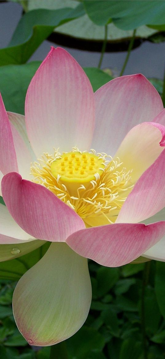 lotus, water, leaves, close up