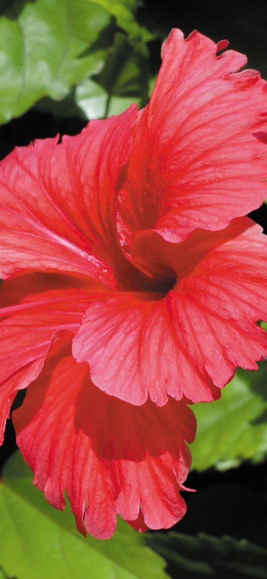 hibiscus, blossoms, branches, leaves, herbs