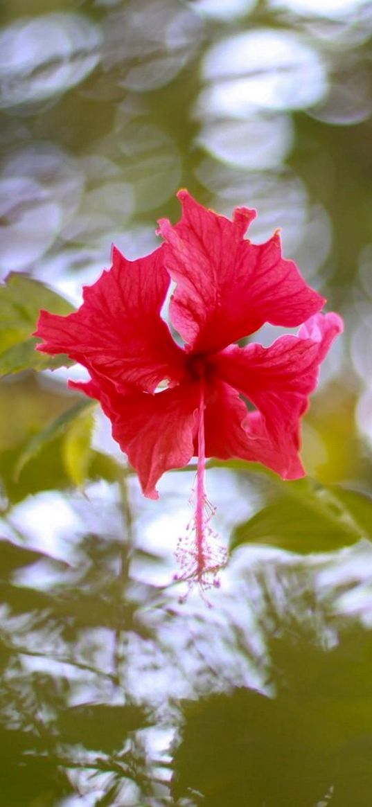 hibiscus, blossoms, water, reflections