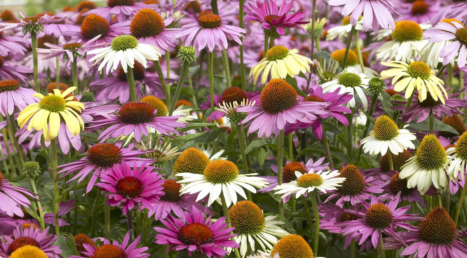 echinacea, color, colorful, flowerbed