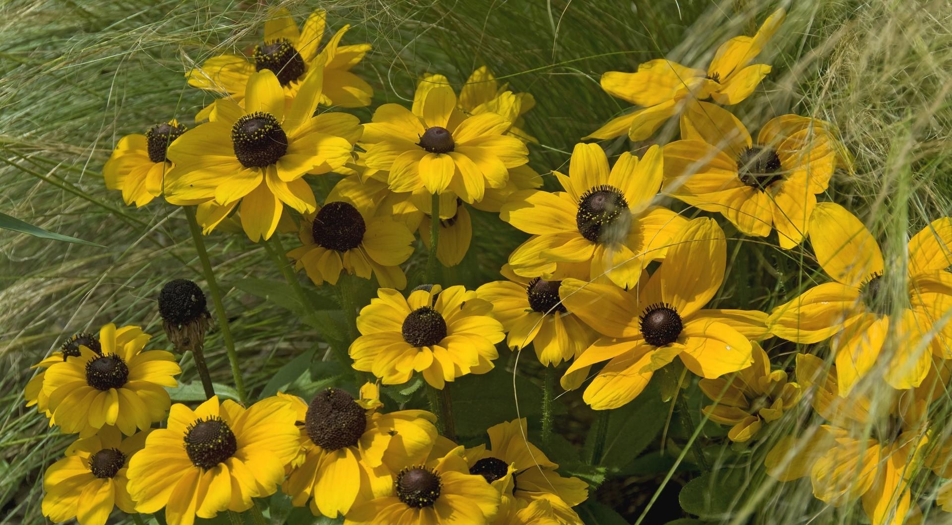 rudbeckia, flowers, grass