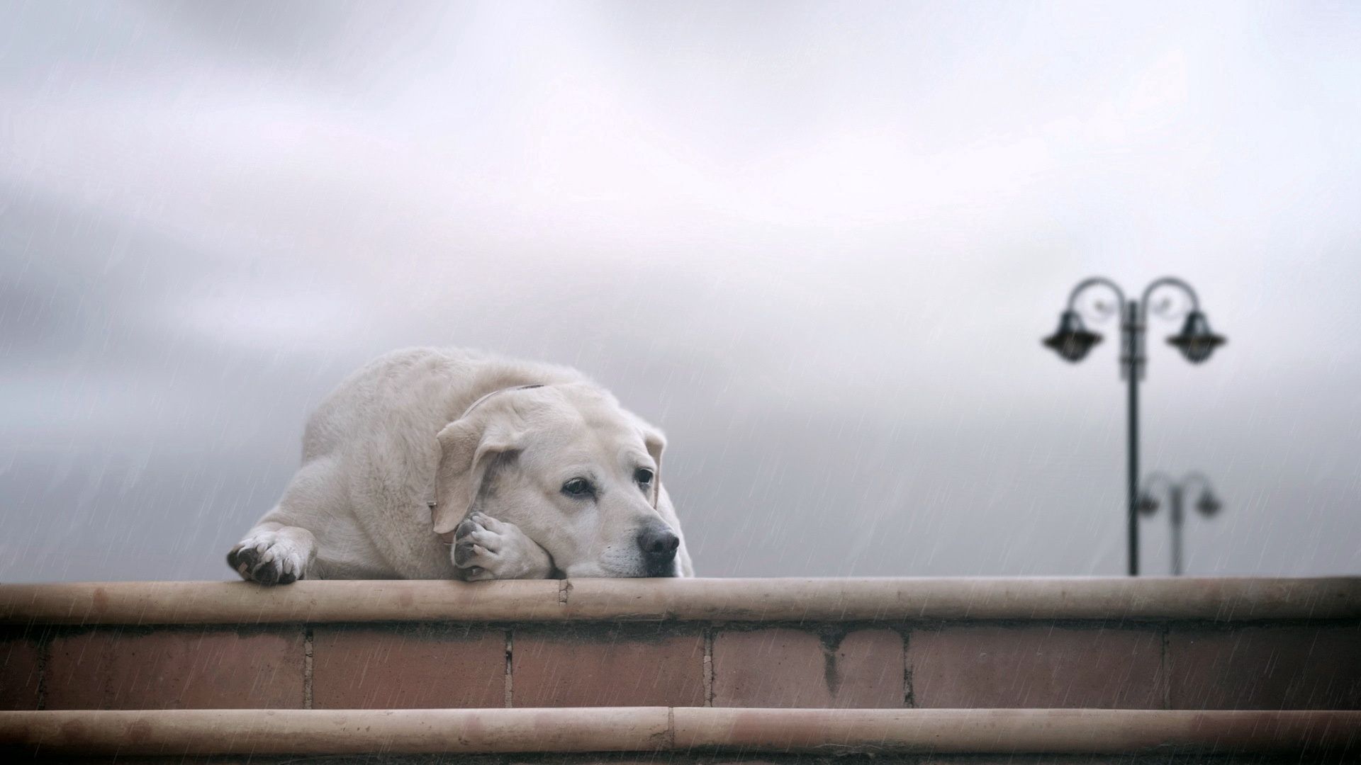 dogs, labrador, lie, nebulae, anticipation, sadness