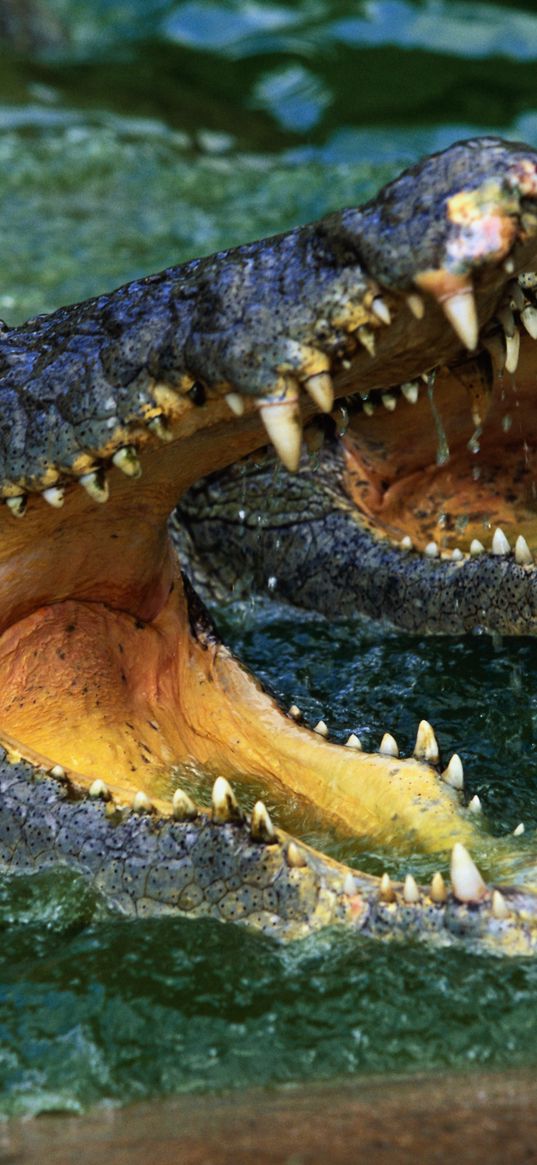 crocodile, snout, teeth, water, predator