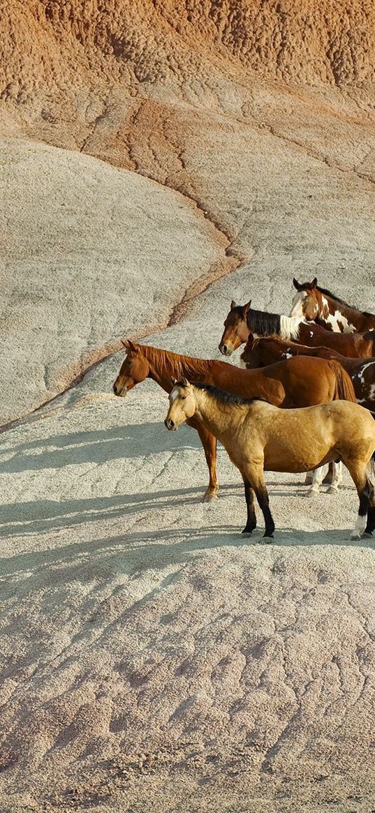 horse, herd, hill, standing, waiting