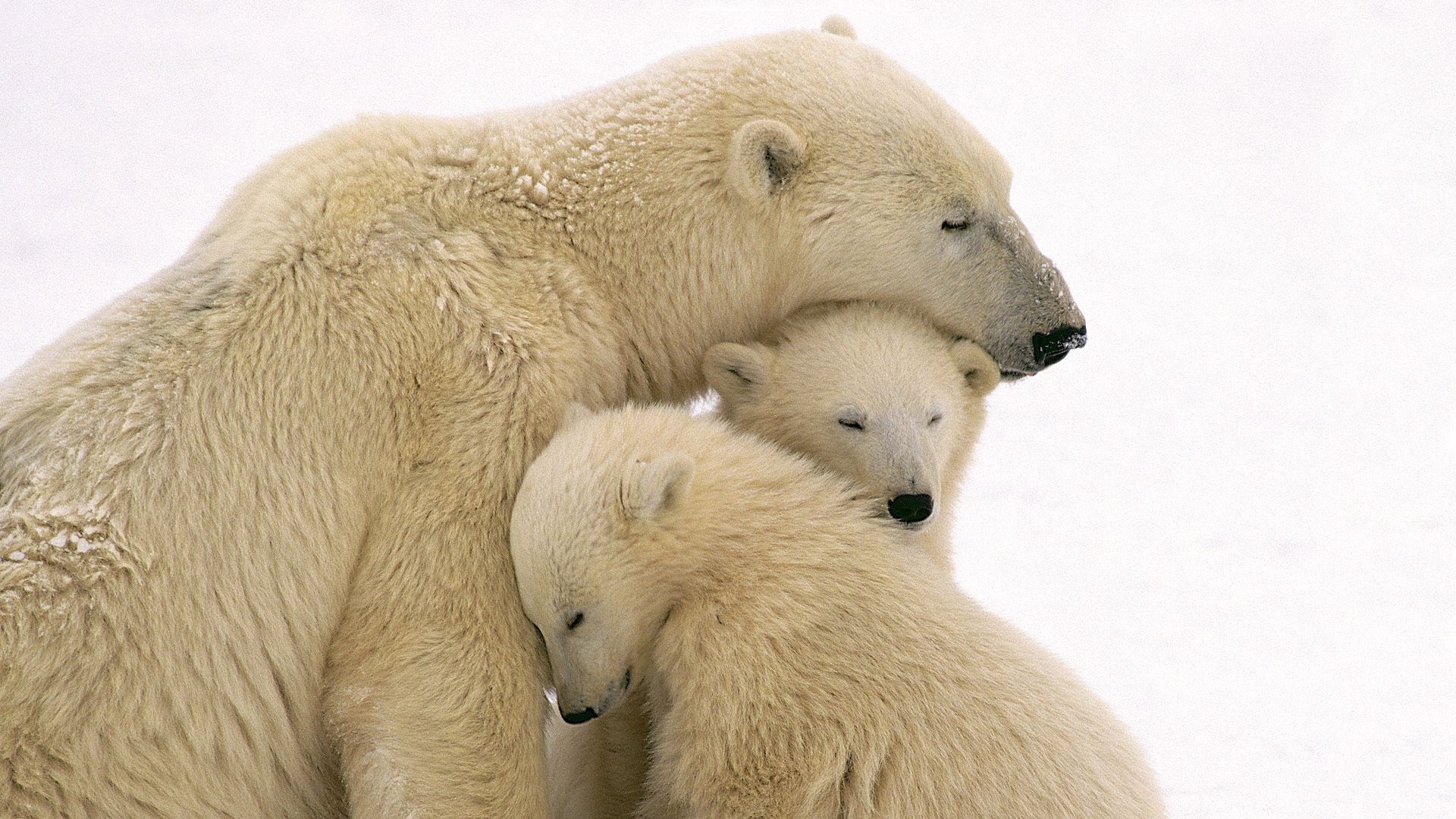 polar bears, care, family, babies