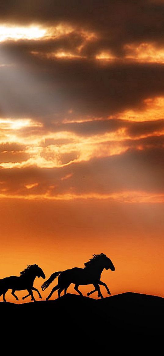 horse, herd, sunset, silhouettes, escape