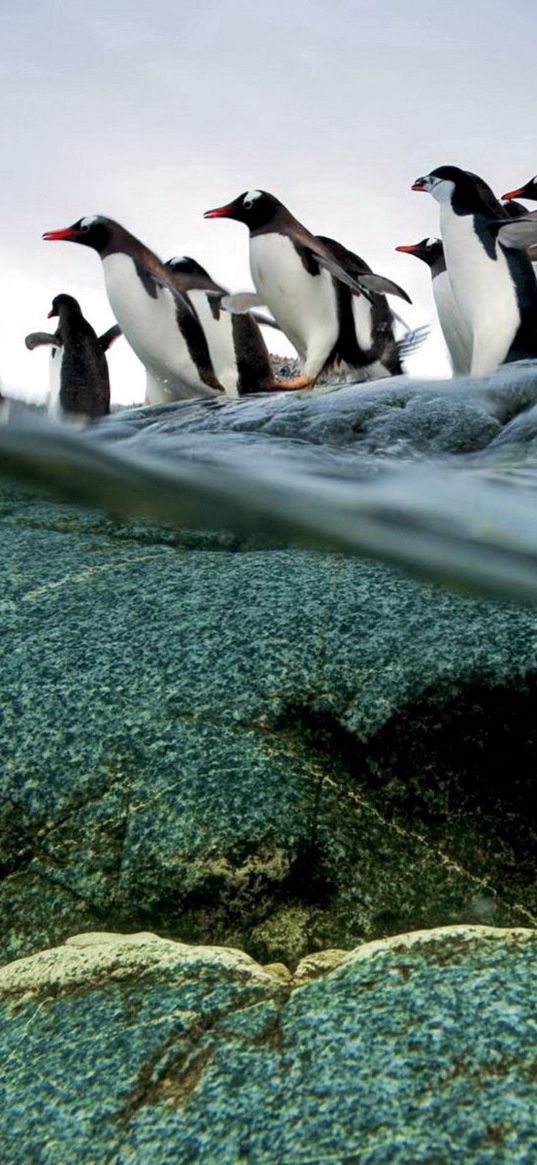 penguins, flock, flying, water, rocks