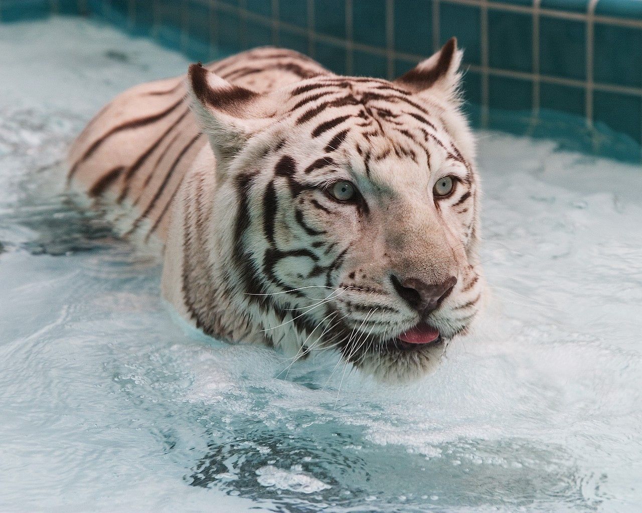 tiger, water, albino, swim, big cat