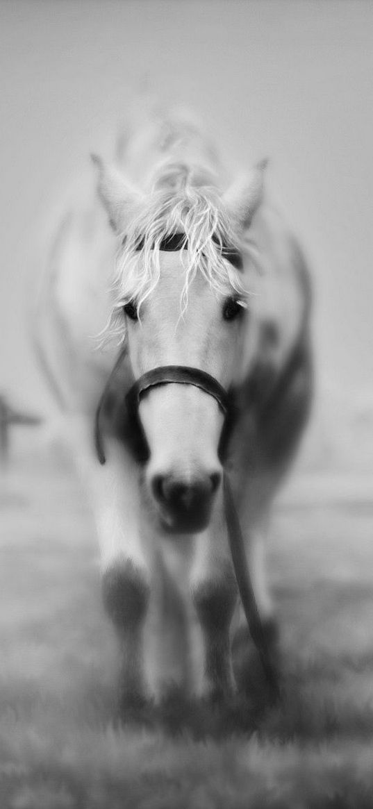 horses, grass, face, black and white