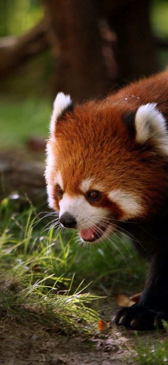 red panda, walk, face, hair