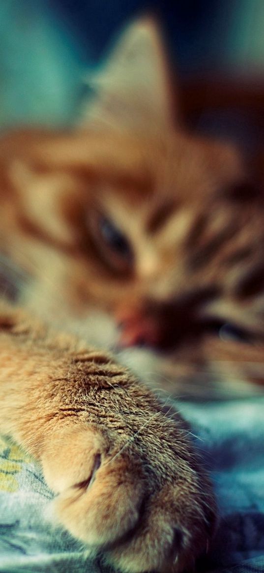 cat, sleep, paw, fur, striped