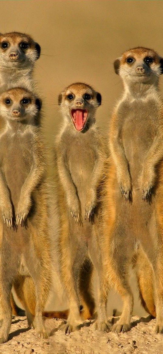 meerkats, crowd, set on, danger