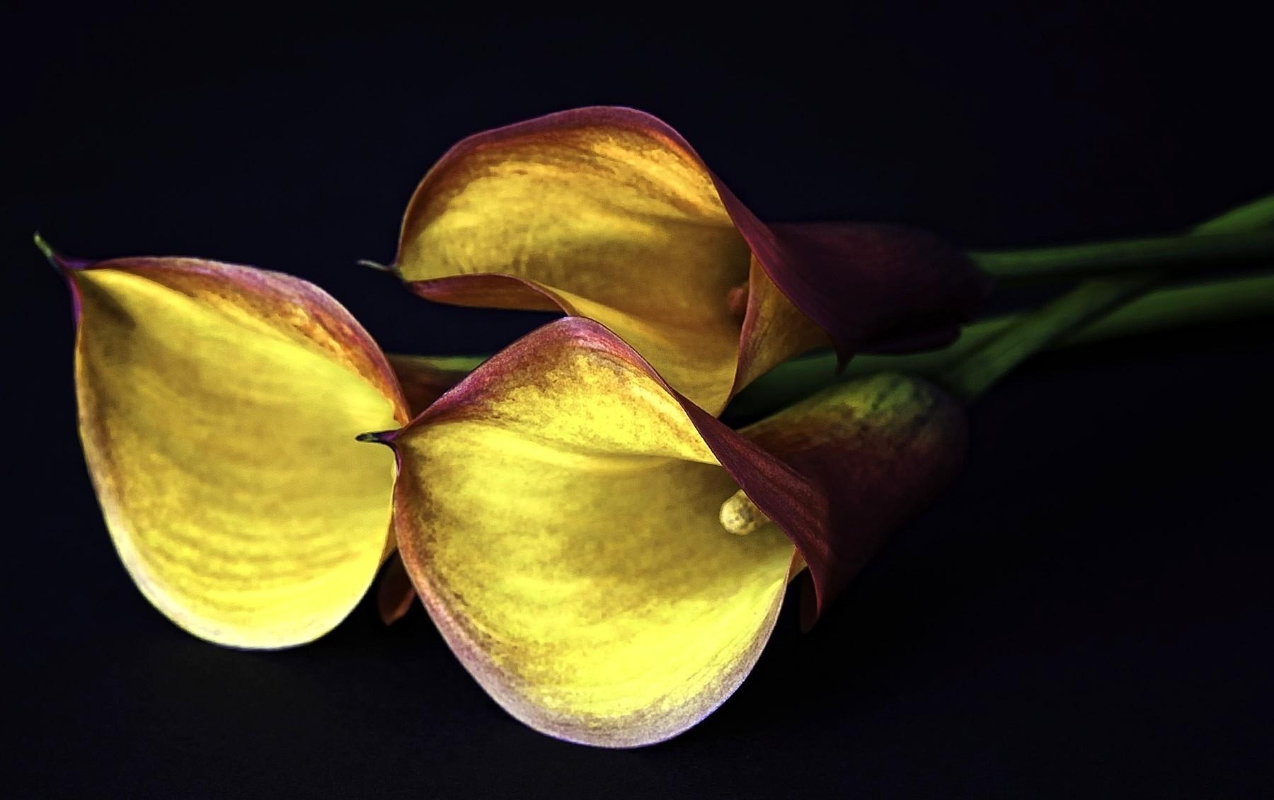 calla lilies, flowers, three, yellow, black background