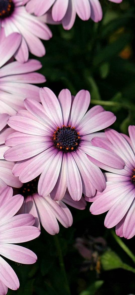 dimorfoteka, flowers, flowerbed, sharp, close-up