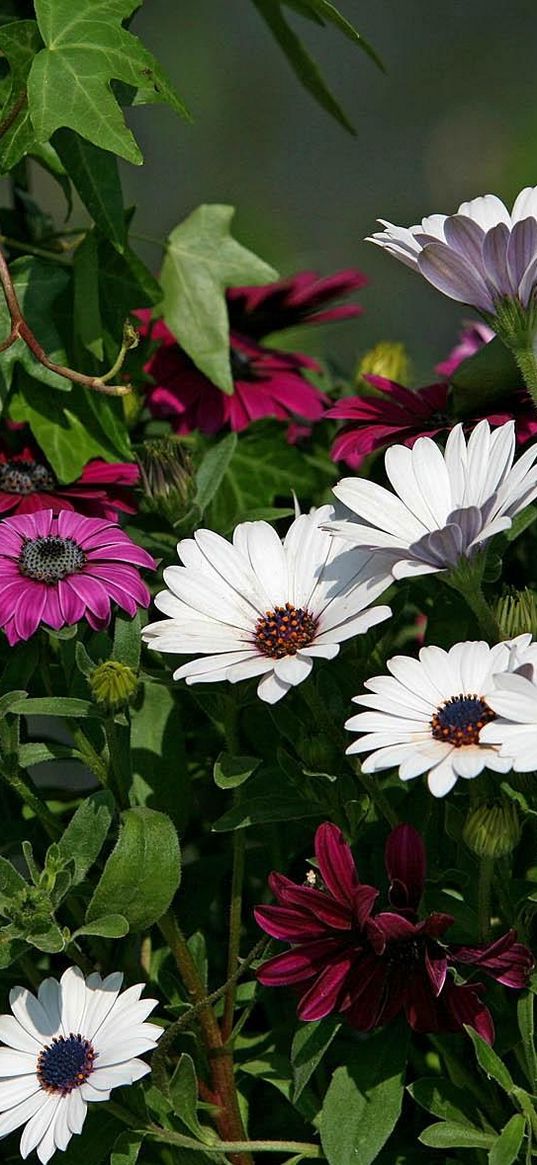 dimorfoteka, flowers, white, maroon, flowerbed