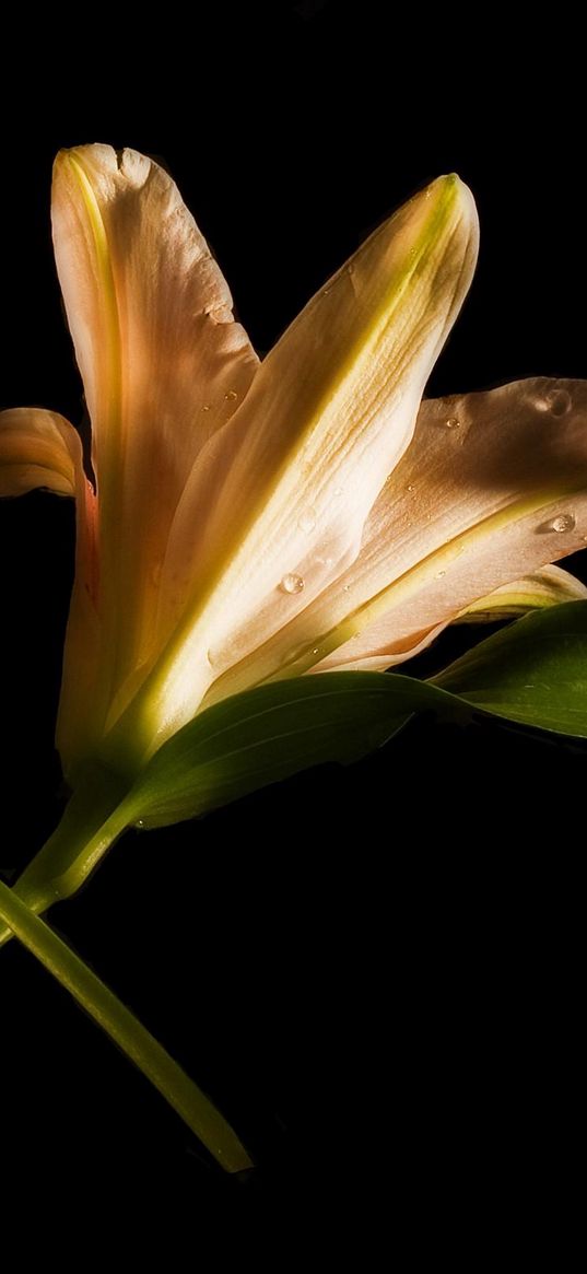 lily, couple, flowers, cross, black background